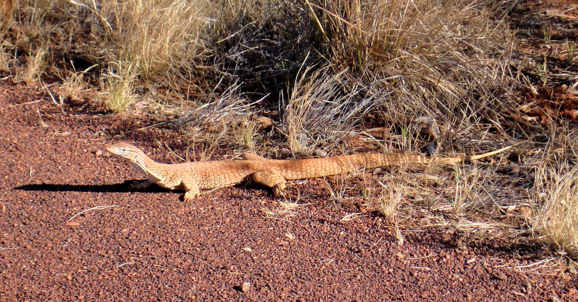 Sand Goanna (Varanus gouldii), Kata Tjuta (Uluru-Kata Tjuta National Park)