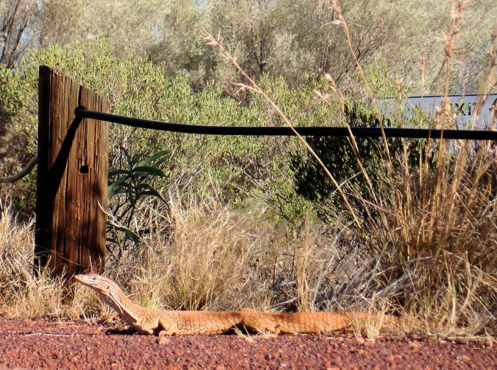 Sand Goanna (Varanus gouldii), Kata Tjuta (Uluru-Kata Tjuta National Park)