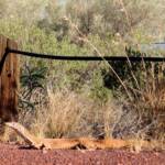 Sand Goanna (Varanus gouldii), Kata Tjuta (Uluru-Kata Tjuta National Park)