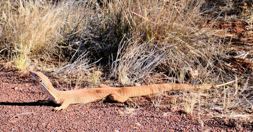 Sand Goanna (Varanus gouldii), Kata Tjuta (Uluru-Kata Tjuta National Park)