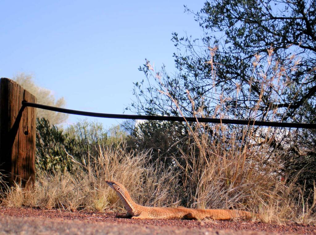 Sand Goanna (Varanus gouldii), Kata Tjuta (Uluru-Kata Tjuta National Park)