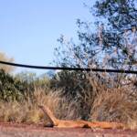 Sand Goanna (Varanus gouldii), Kata Tjuta (Uluru-Kata Tjuta National Park)
