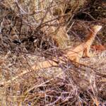 Sand Goanna (Varanus gouldii), Kata Tjuta (Uluru-Kata Tjuta National Park)