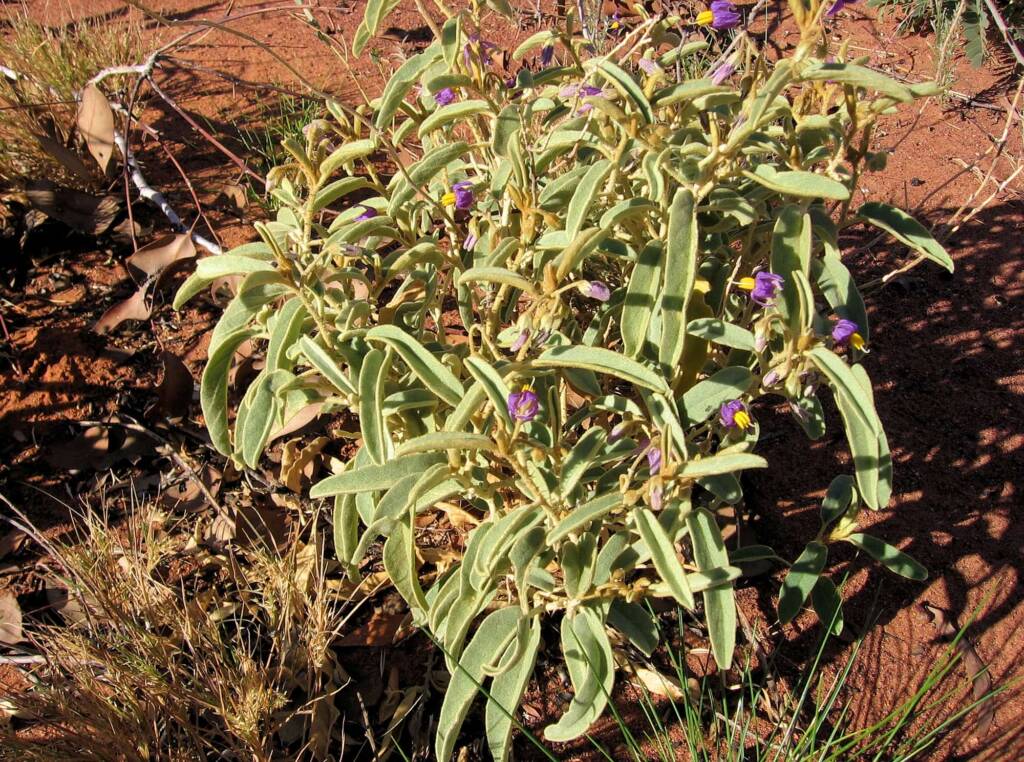 Bush Tomato (Solanum centrale) © Tony Bean, Senior Botanist, Queensland Herbarium, Brisbane