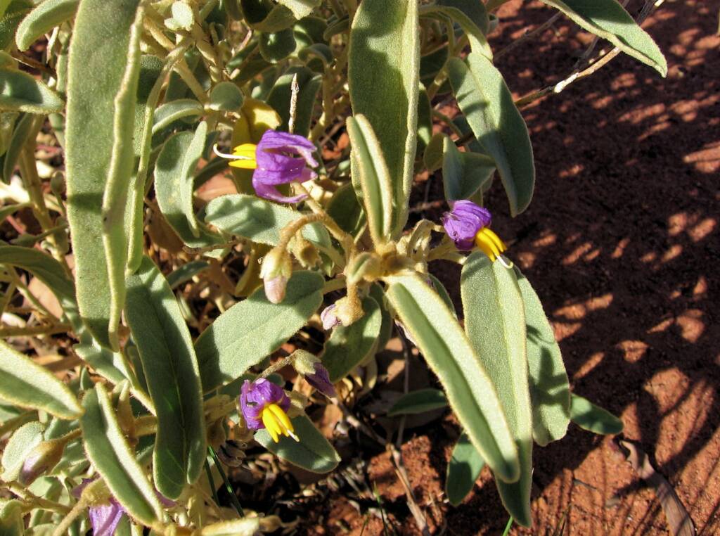 Bush Tomato (Solanum centrale) © Tony Bean, Senior Botanist, Queensland Herbarium, Brisbane