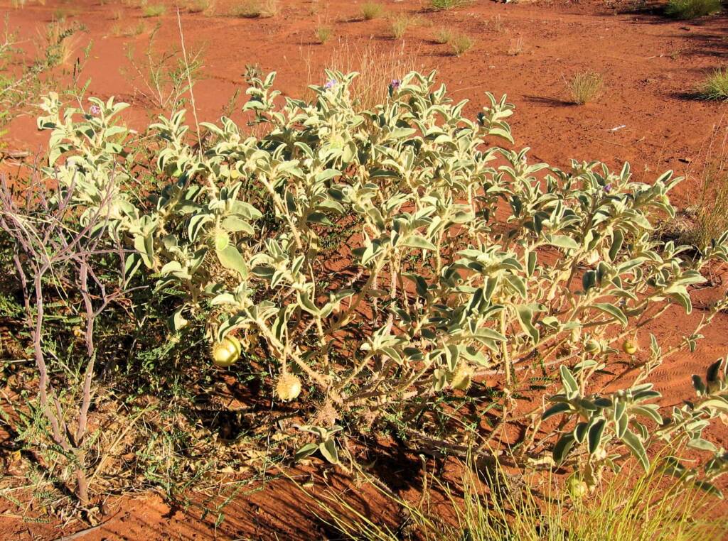 Bush Tomato {Solanum chippendalei) © Tony Bean, Senior Botanist, Queensland Herbarium, Brisbane