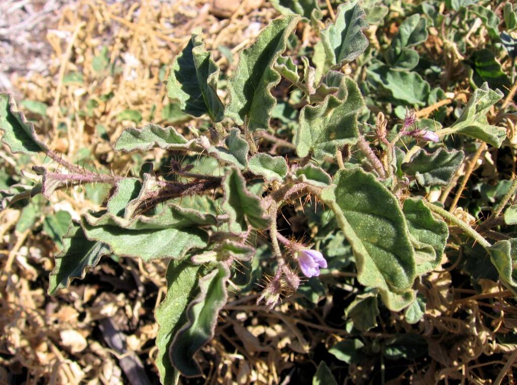 Solanum cleistogamum © Tony Bean, Senior Botanist, Queensland Herbarium, Brisbane