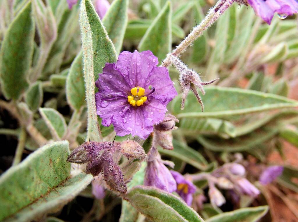 Solanum (south of Alice Springs, NT)
