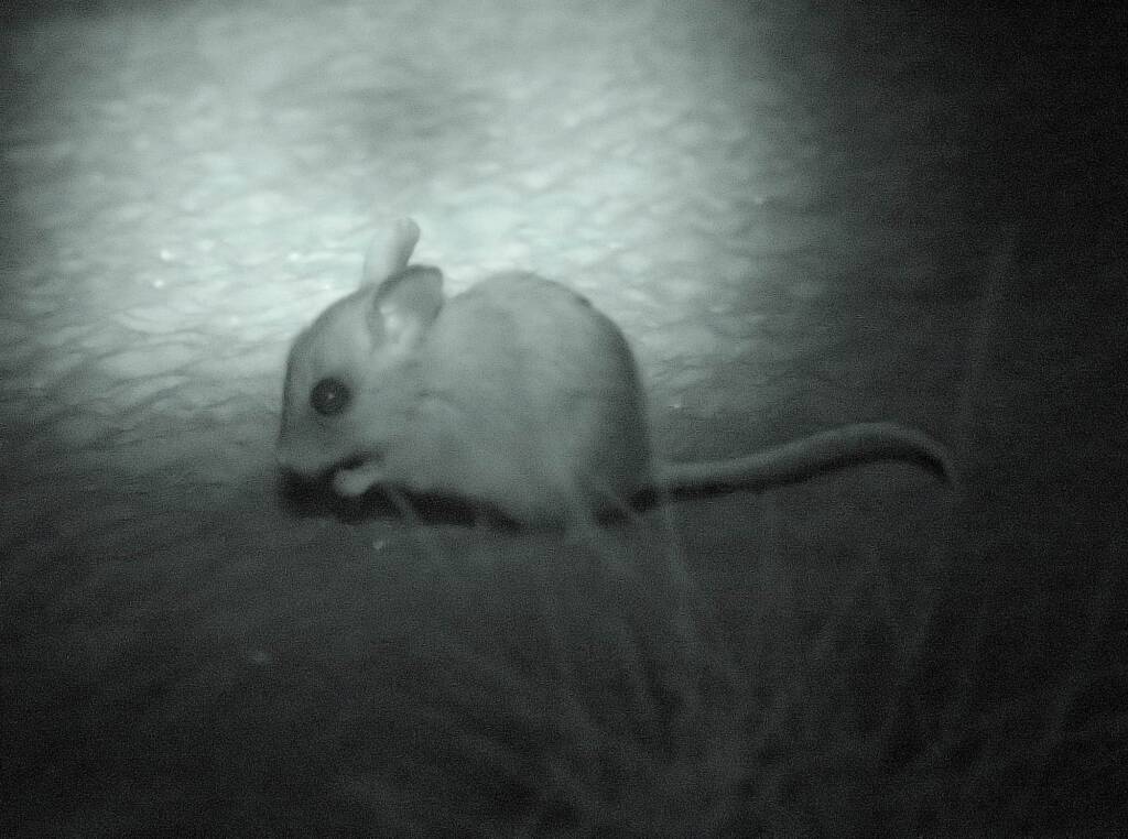 Spinifex Hopping Mouse (Notomys alexis)
