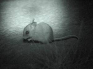 Spinifex Hopping Mouse (Notomys alexis)
