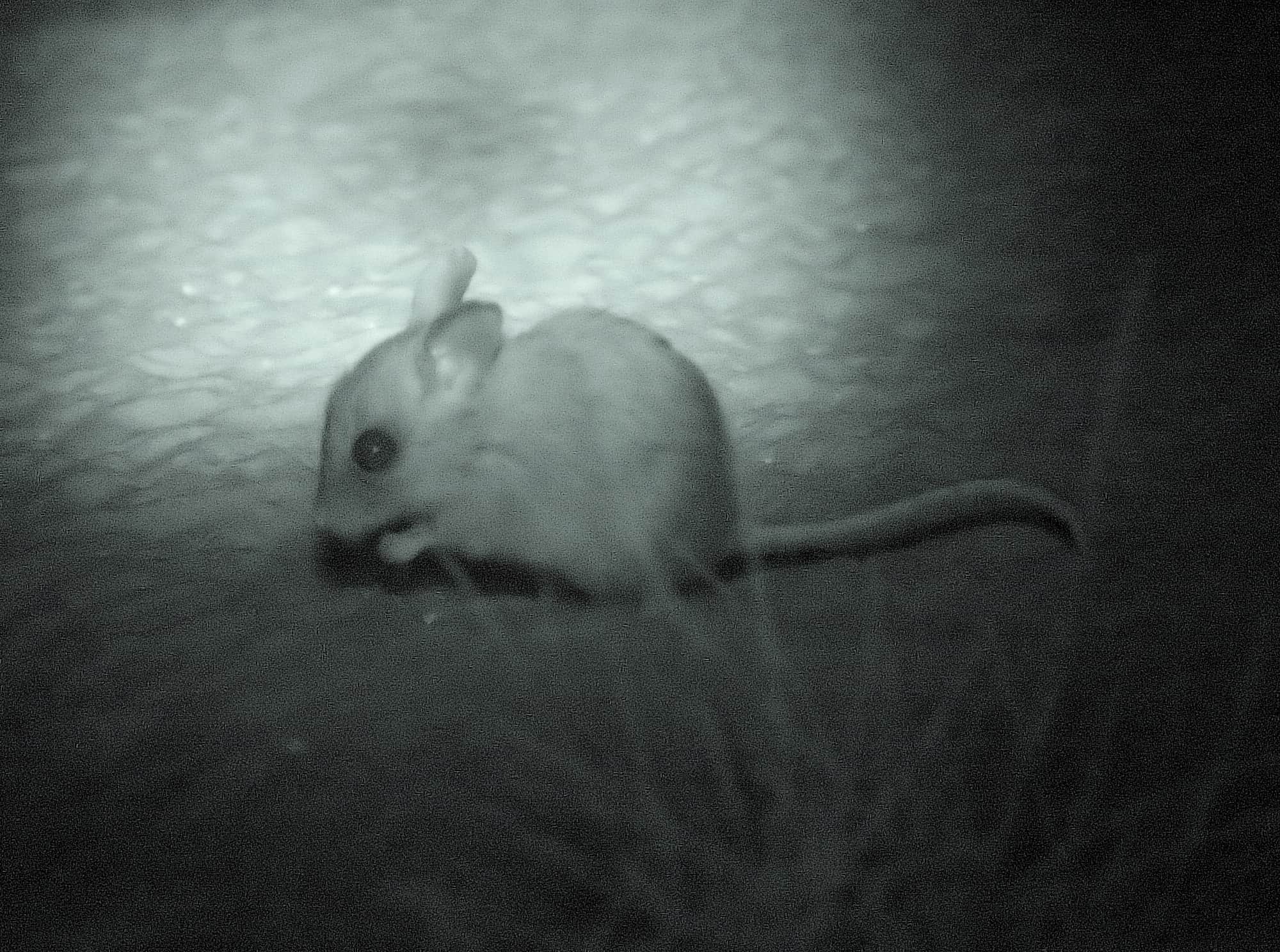 Mouse or mice…