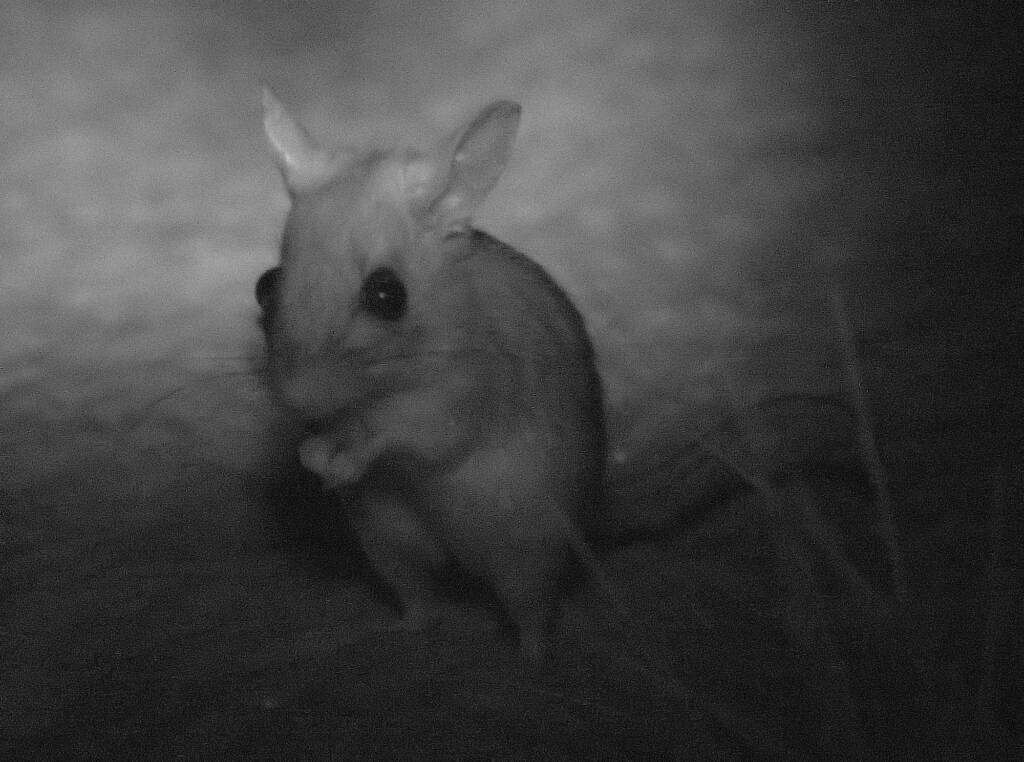 Spinifex Hopping Mouse (Notomys alexis)