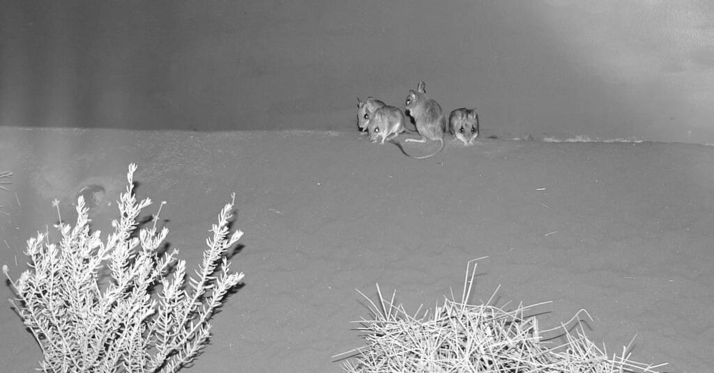 Spinifex Hopping Mouse (Notomys alexis)