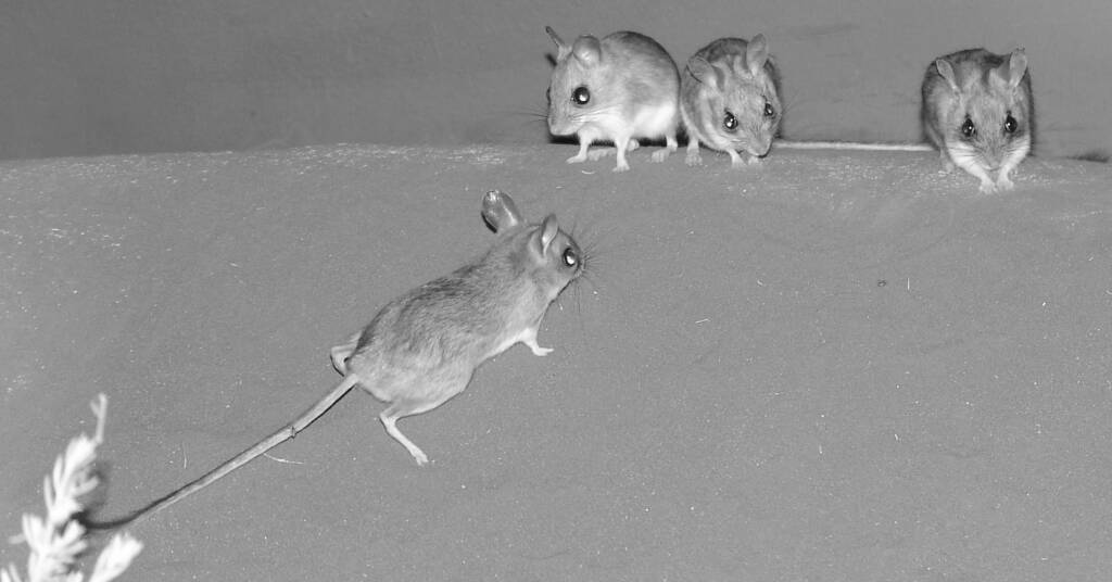 Spinifex Hopping Mouse (Notomys alexis)