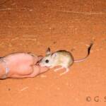Spinifex Hopping Mouse (Notomys alexis)