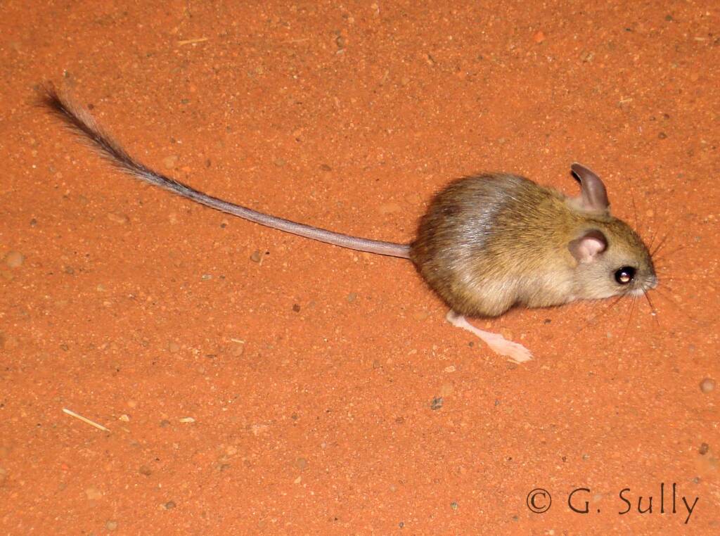 Spinifex Hopping Mouse (Notomys alexis)
