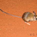 Spinifex Hopping Mouse (Notomys alexis)