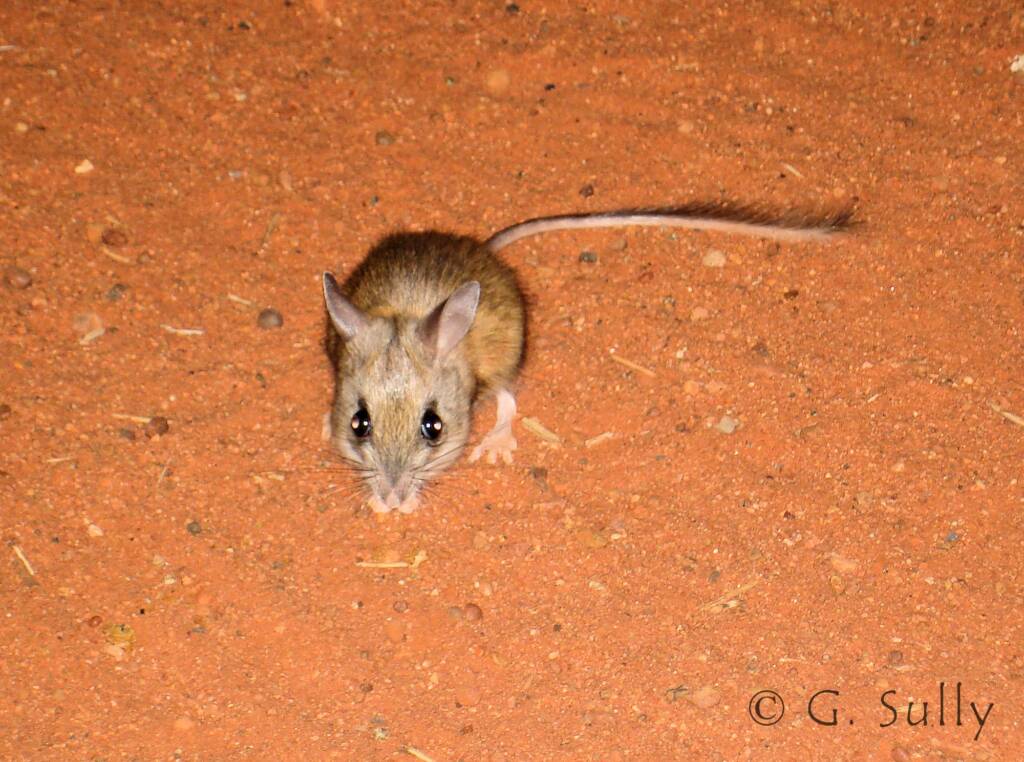 Spinifex Hopping Mouse (Notomys alexis)