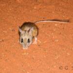 Spinifex Hopping Mouse (Notomys alexis)