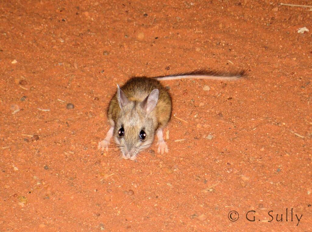 Spinifex Hopping Mouse (Notomys alexis)