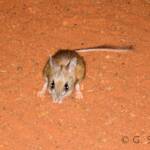 Spinifex Hopping Mouse (Notomys alexis)