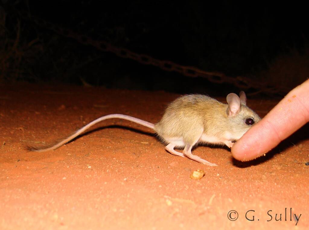 Spinifex Hopping Mouse (Notomys alexis)