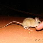 Spinifex Hopping Mouse (Notomys alexis)