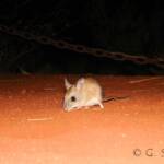Spinifex Hopping Mouse (Notomys alexis)
