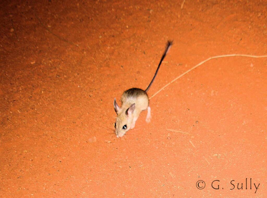 Spinifex Hopping Mouse (Notomys alexis)
