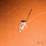 Spinifex Hopping Mouse (Notomys alexis)