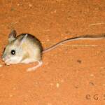 Spinifex Hopping Mouse (Notomys alexis)