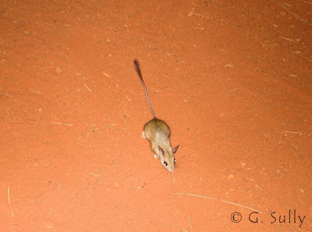 Spinifex Hopping Mouse (Notomys alexis)