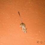 Spinifex Hopping Mouse (Notomys alexis)