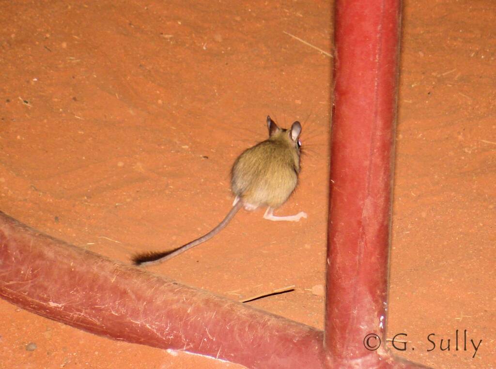 Spinifex Hopping Mouse (Notomys alexis)