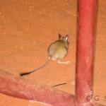 Spinifex Hopping Mouse (Notomys alexis)