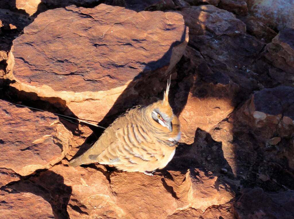 Spinifex Pigeon (Geophaps plumifera), Kata Tjuta (Uluru-Kata Tjuta National Park)