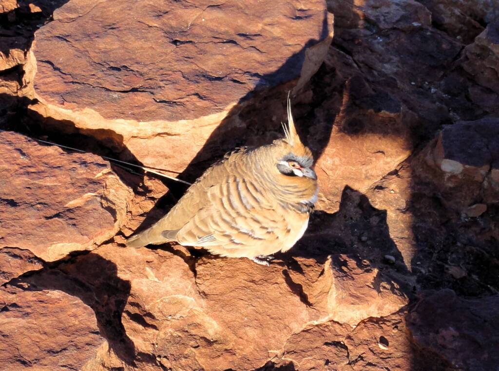 Spinifex Pigeon (Geophaps plumifera), Kata Tjuta (Uluru-Kata Tjuta National Park)