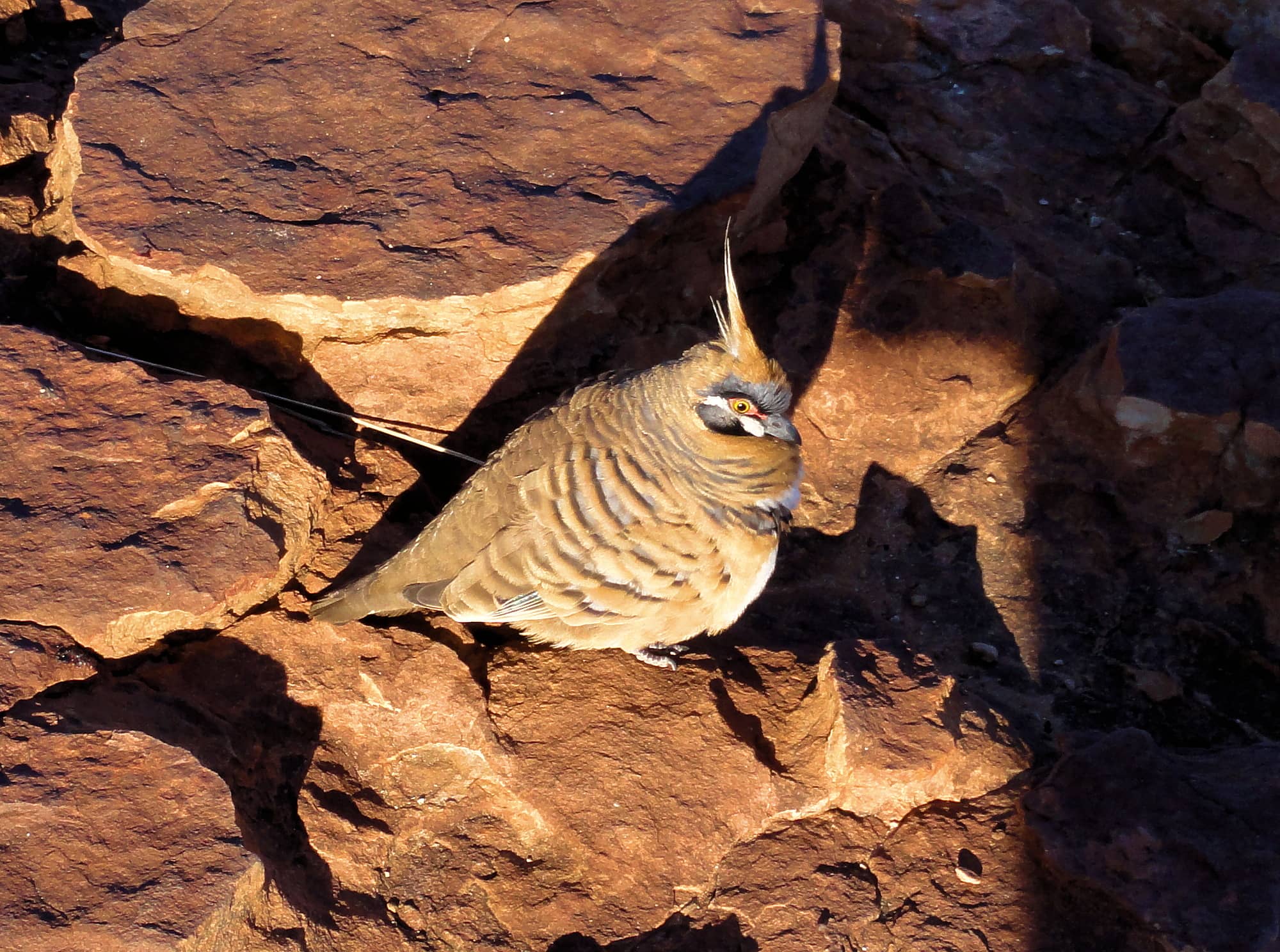 Spinifex Pigeon (Geophaps plumifera), Kata Tjuta (Uluru-Kata Tjuta National Park)