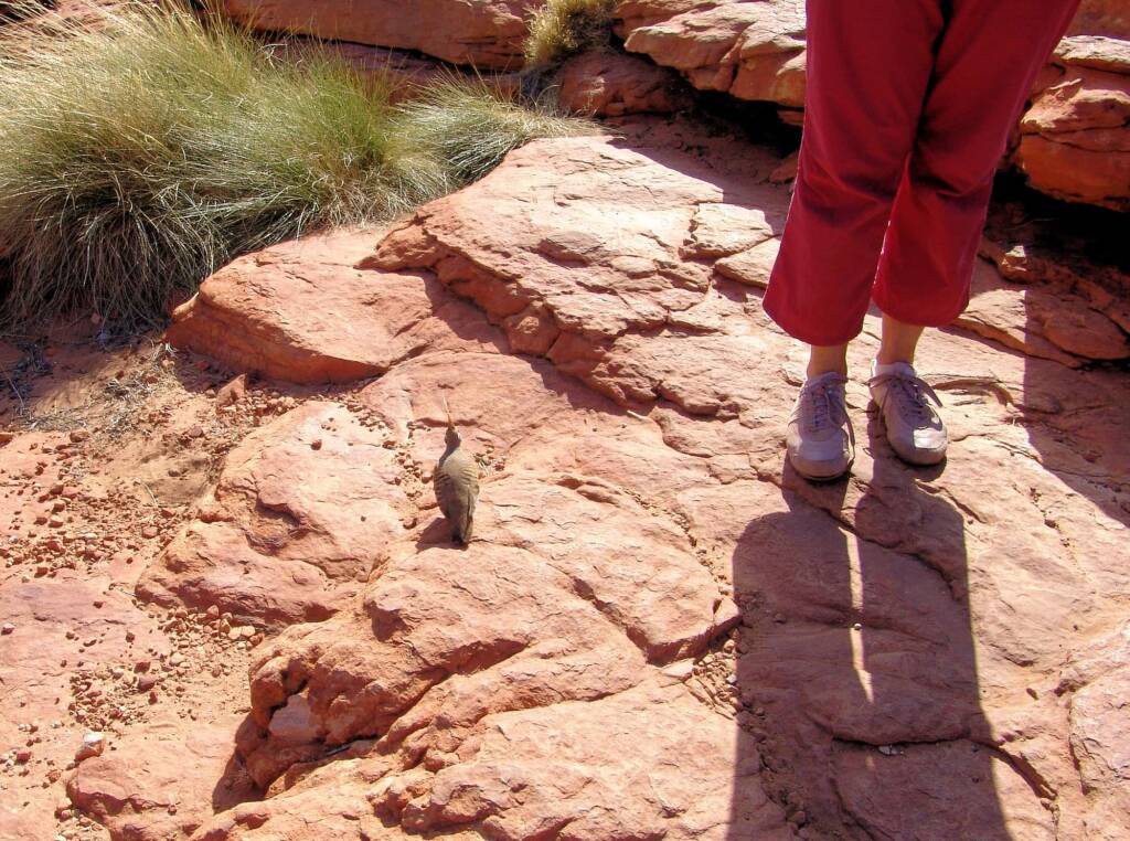 Spinifex Pigeon, Kings Canyon