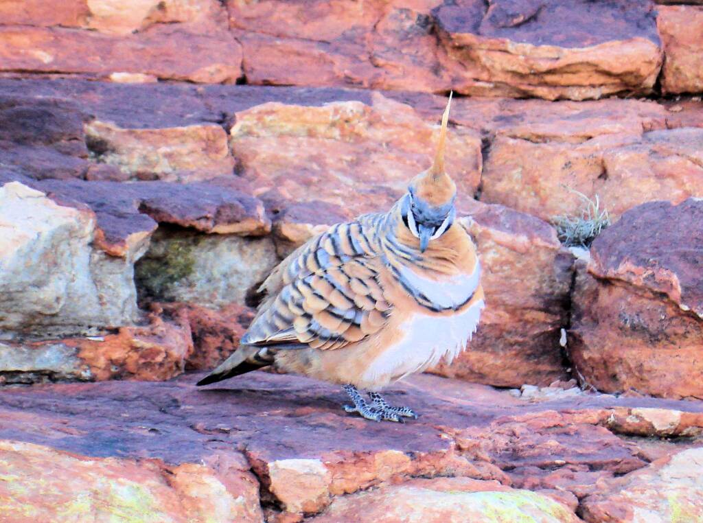 Spinifex Pigeon (Geophaps plumifera), Kings Canyon