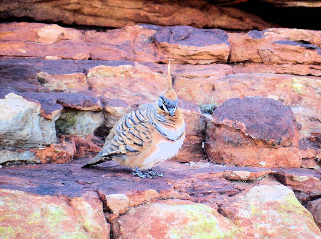 Spinifex Pigeon (Geophaps plumifera), Kings Canyon