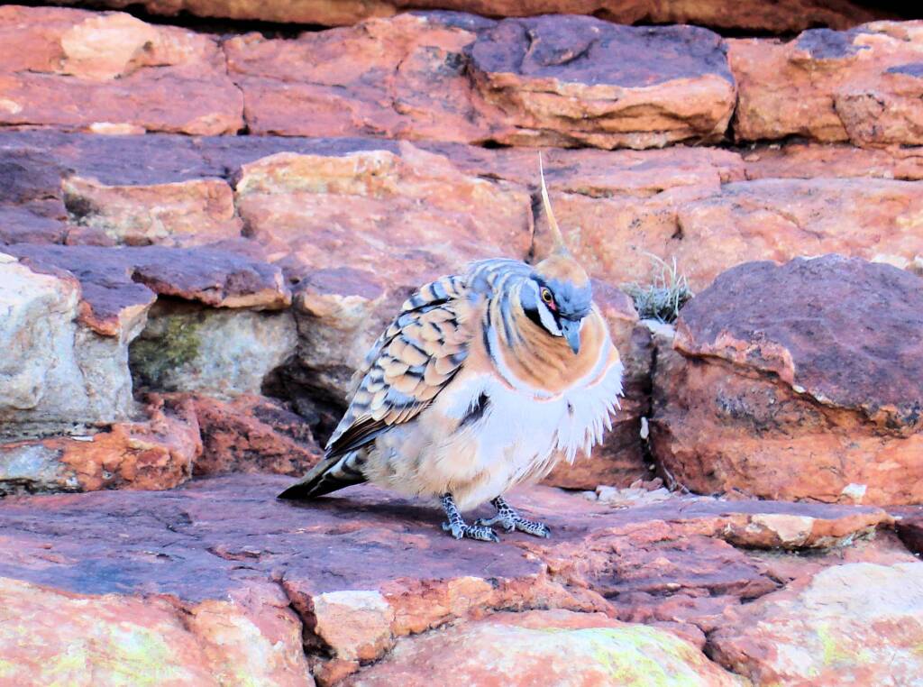 Spinifex Pigeon (Geophaps plumifera), Kings Canyon