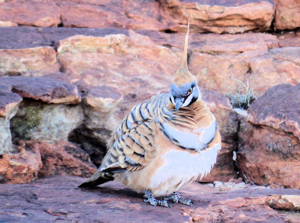 Spinifex Pigeon (Geophaps plumifera), Kings Canyon