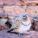 Spinifex Pigeon (Geophaps plumifera), Kings Canyon