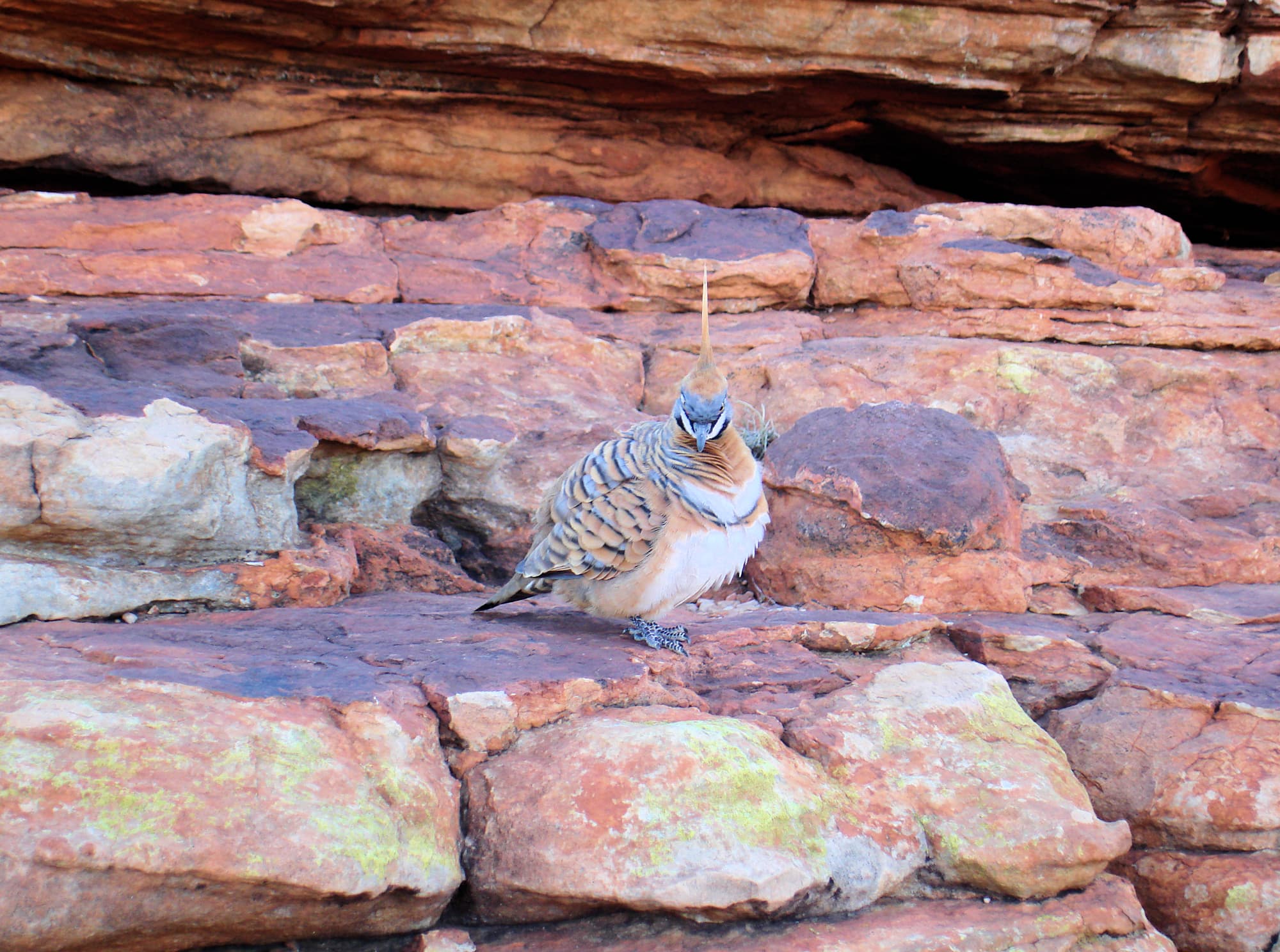 Spinifex Pigeon (Geophaps plumifera), Kings Canyon