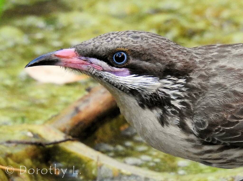 Spiny-cheeked Honeyeater (Acanthagenys rufogularis)