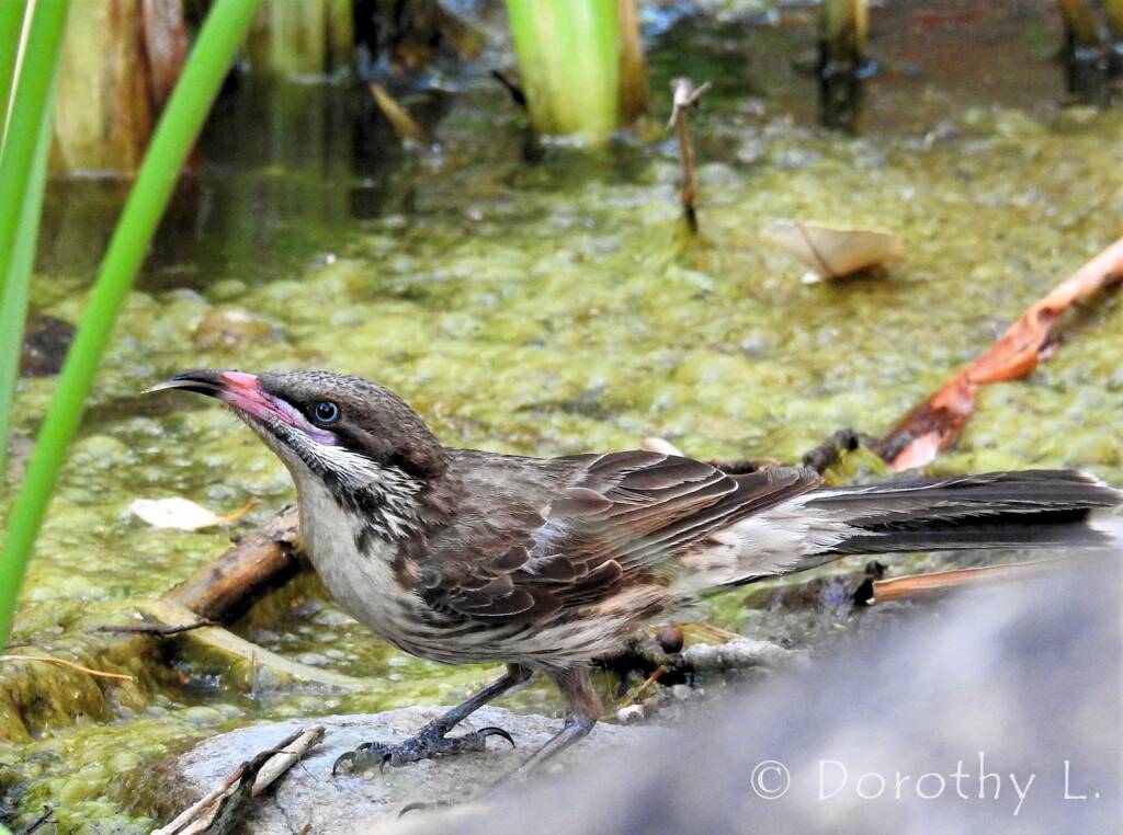 Spiny-cheeked Honeyeater (Acanthagenys rufogularis)