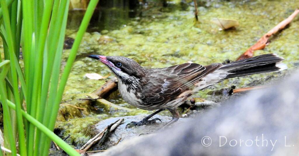 Spiny-cheeked Honeyeater (Acanthagenys rufogularis)