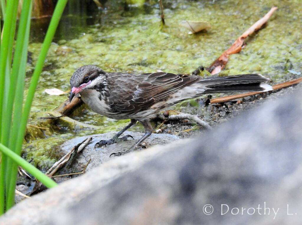 Spiny-cheeked Honeyeater (Acanthagenys rufogularis)