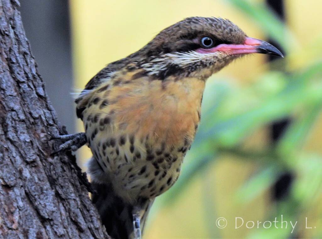 Spiny-cheeked Honeyeater (Acanthagenys rufogularis)